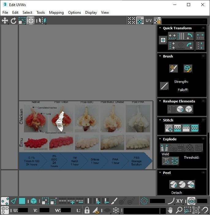 Chicken Lungs 3D model_25
