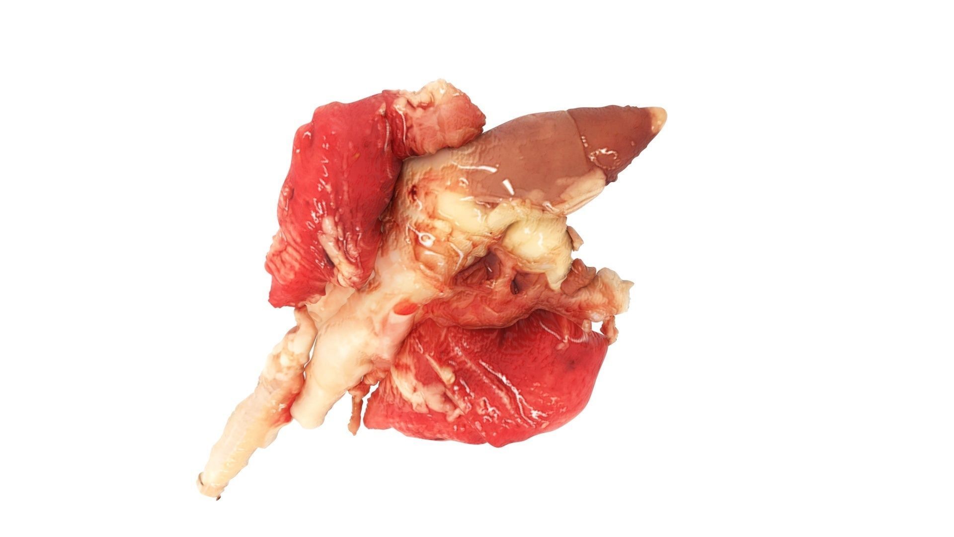 Chicken Lungs 3D model_12
