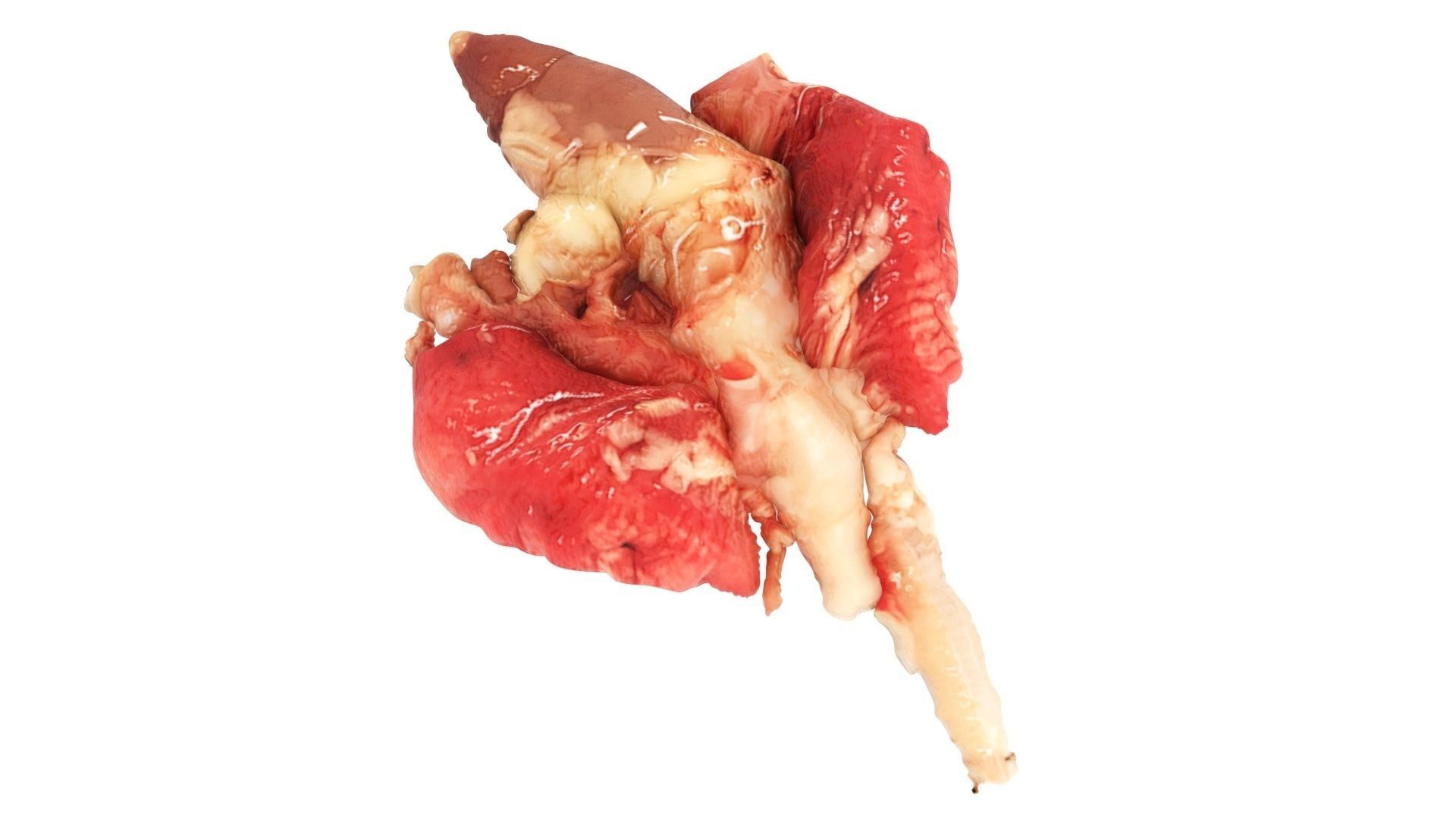 Chicken Lungs 3D model_9