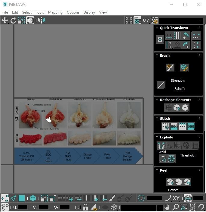 Chicken Lungs 3D model_24