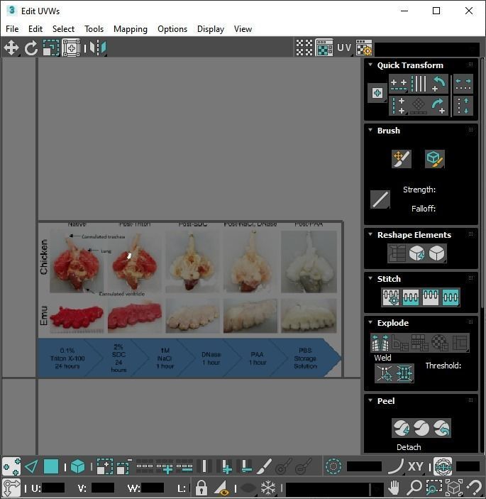 Chicken Lungs 3D model_26