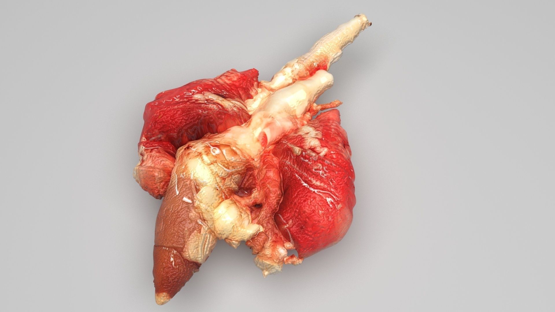 Chicken Lungs 3D model_1