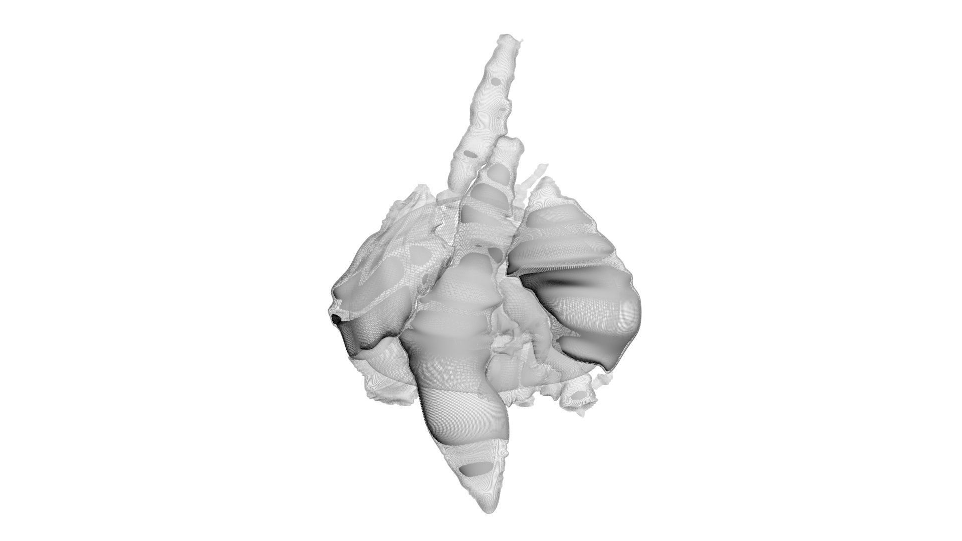 Chicken Lungs 3D model_19