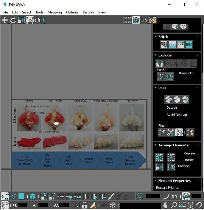 Chicken Lungs 3D model_27