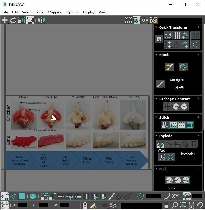 Chicken Lungs 3D model_33
