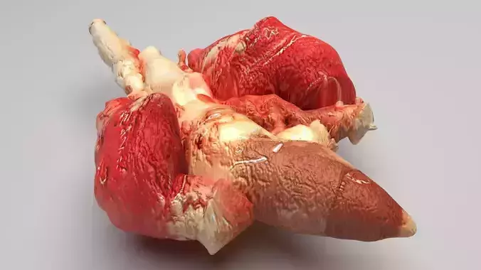 Chicken Lungs 3D model