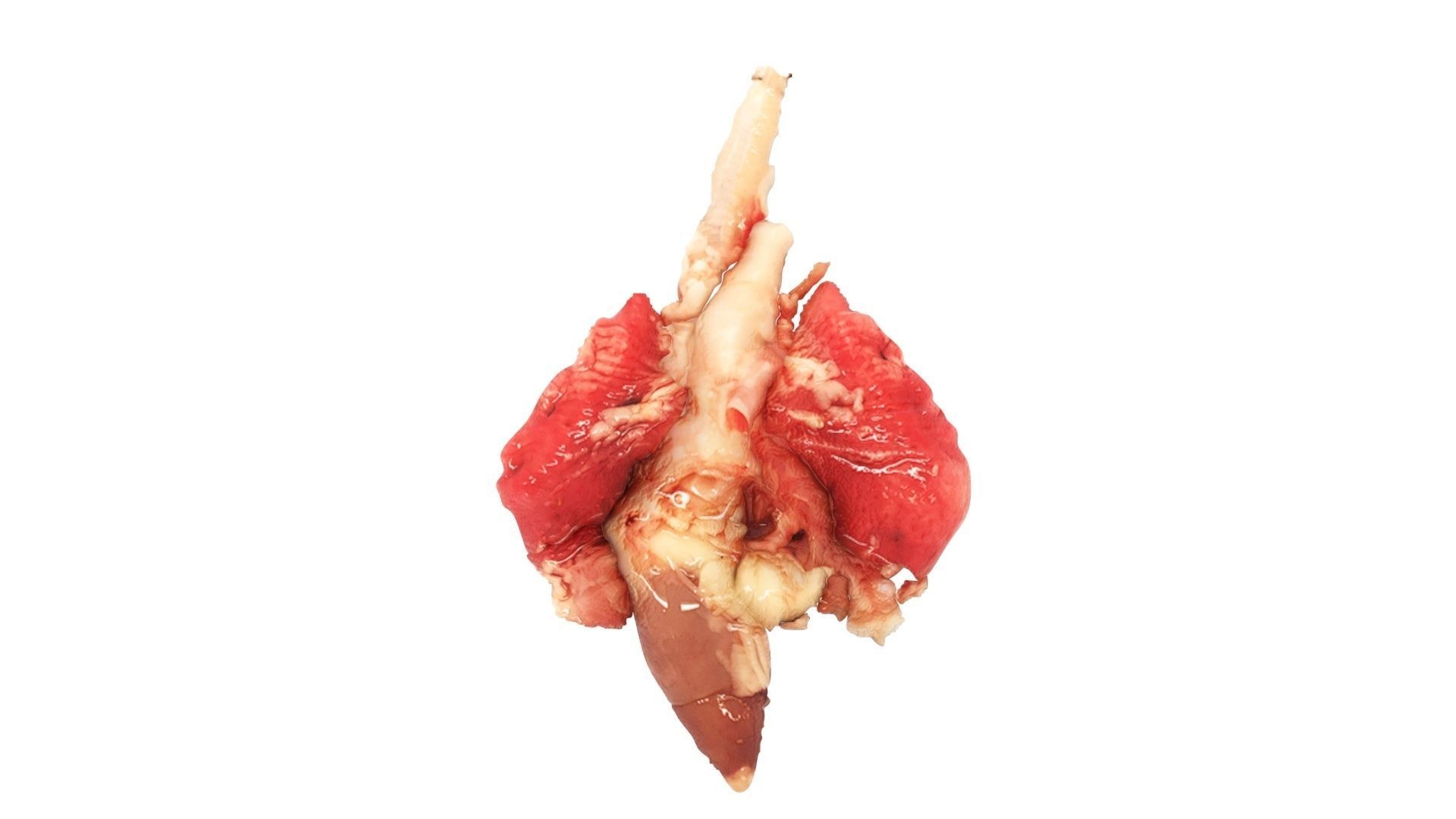 Chicken Lungs 3D model_13