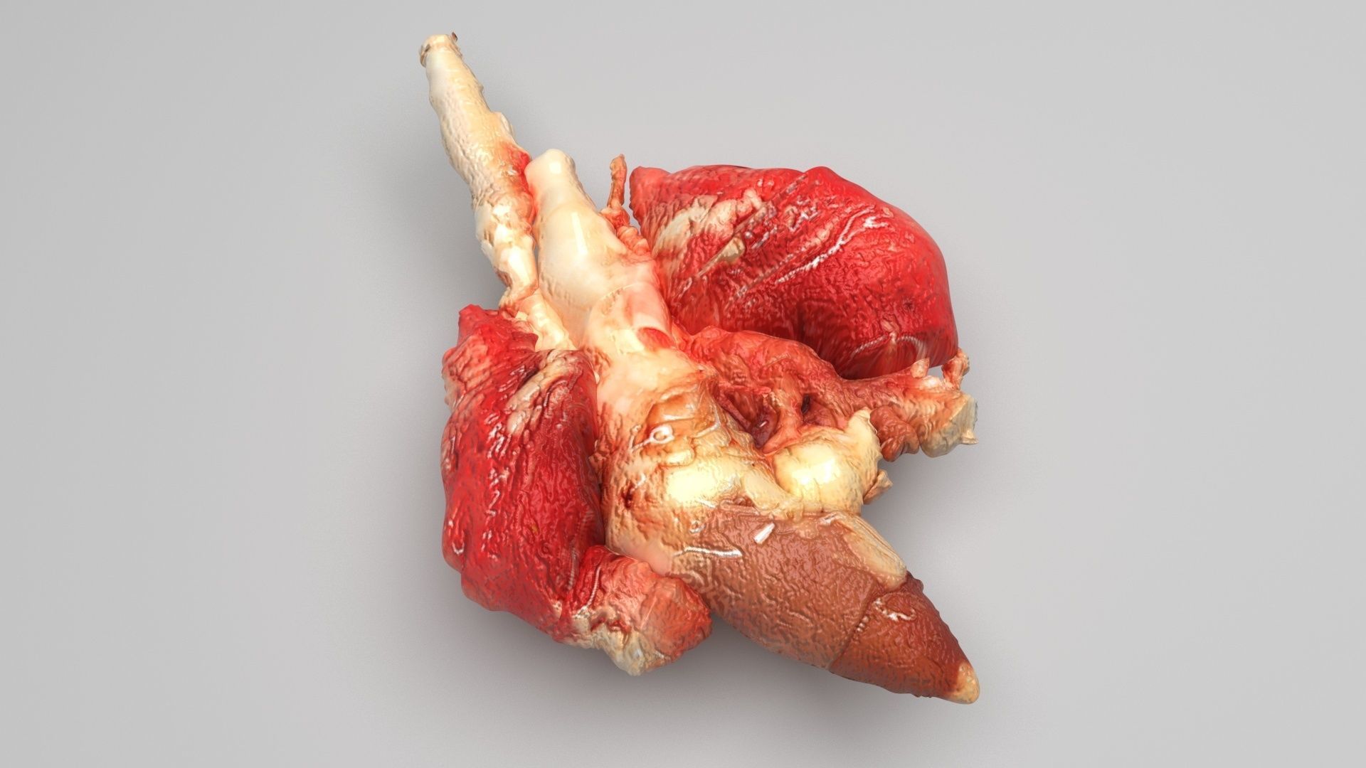 Chicken Lungs 3D model_4