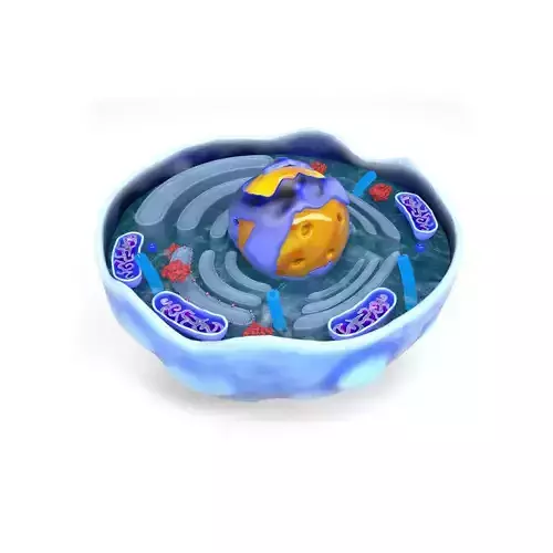 Human Cell 3D model