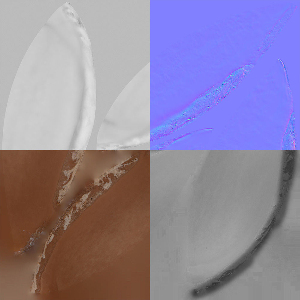 Argan Nut Seed 3D model_8