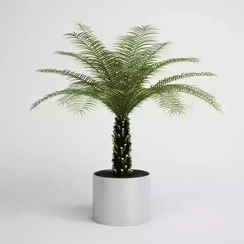 Palm Tree in Planter 10