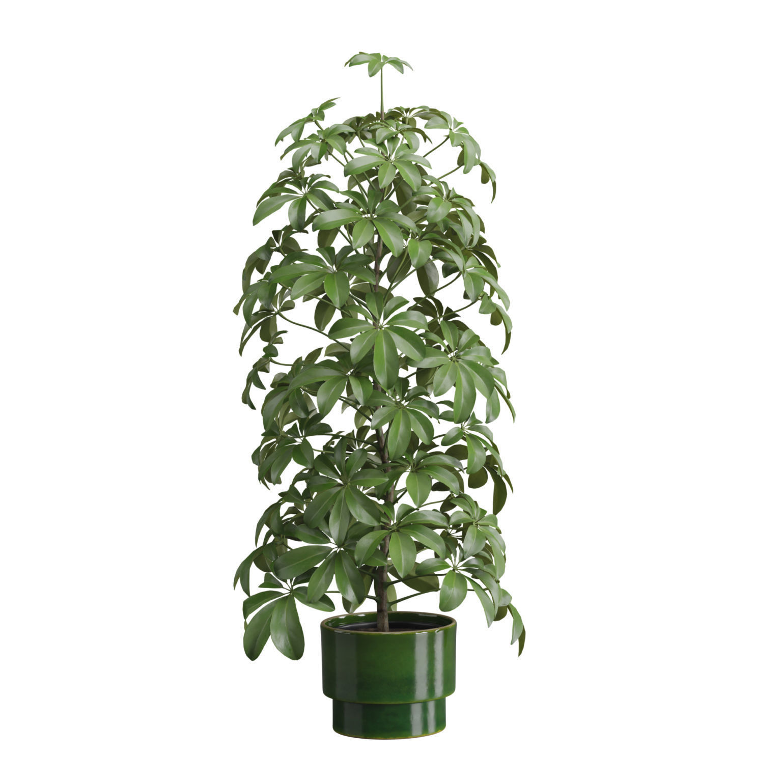 Indoor Plants Pack 50 3D model_3