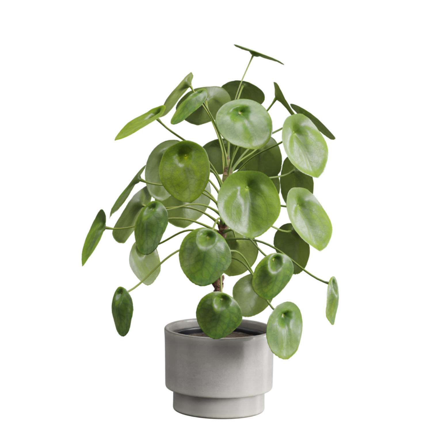 Indoor Plants Pack 50 3D model_9