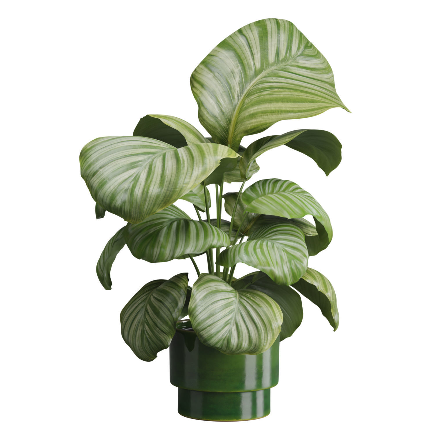 Indoor Plants Pack 50 3D model_5