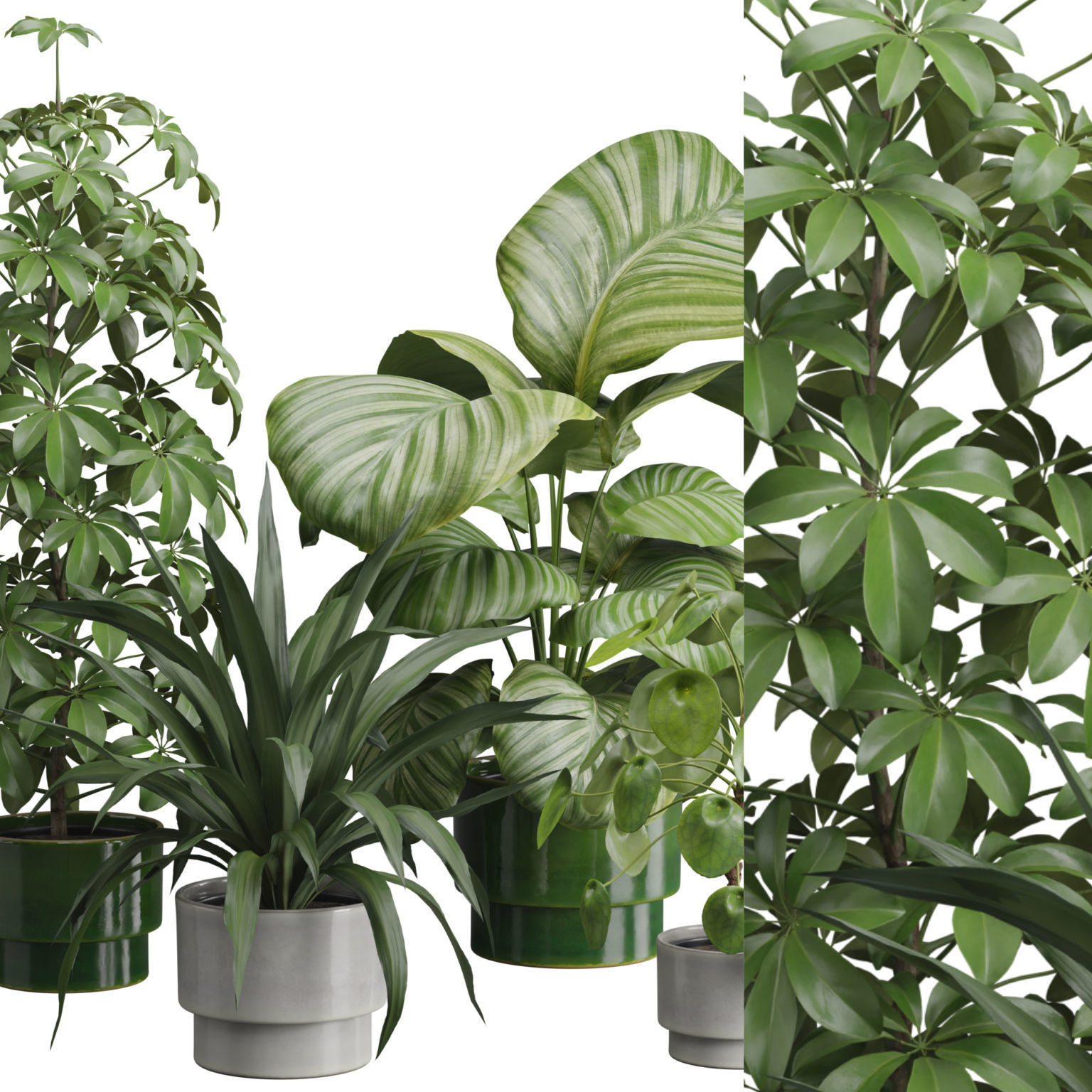 Indoor Plants Pack 50 3D model_1