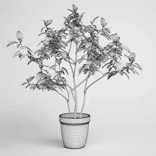 Potted Plant 08