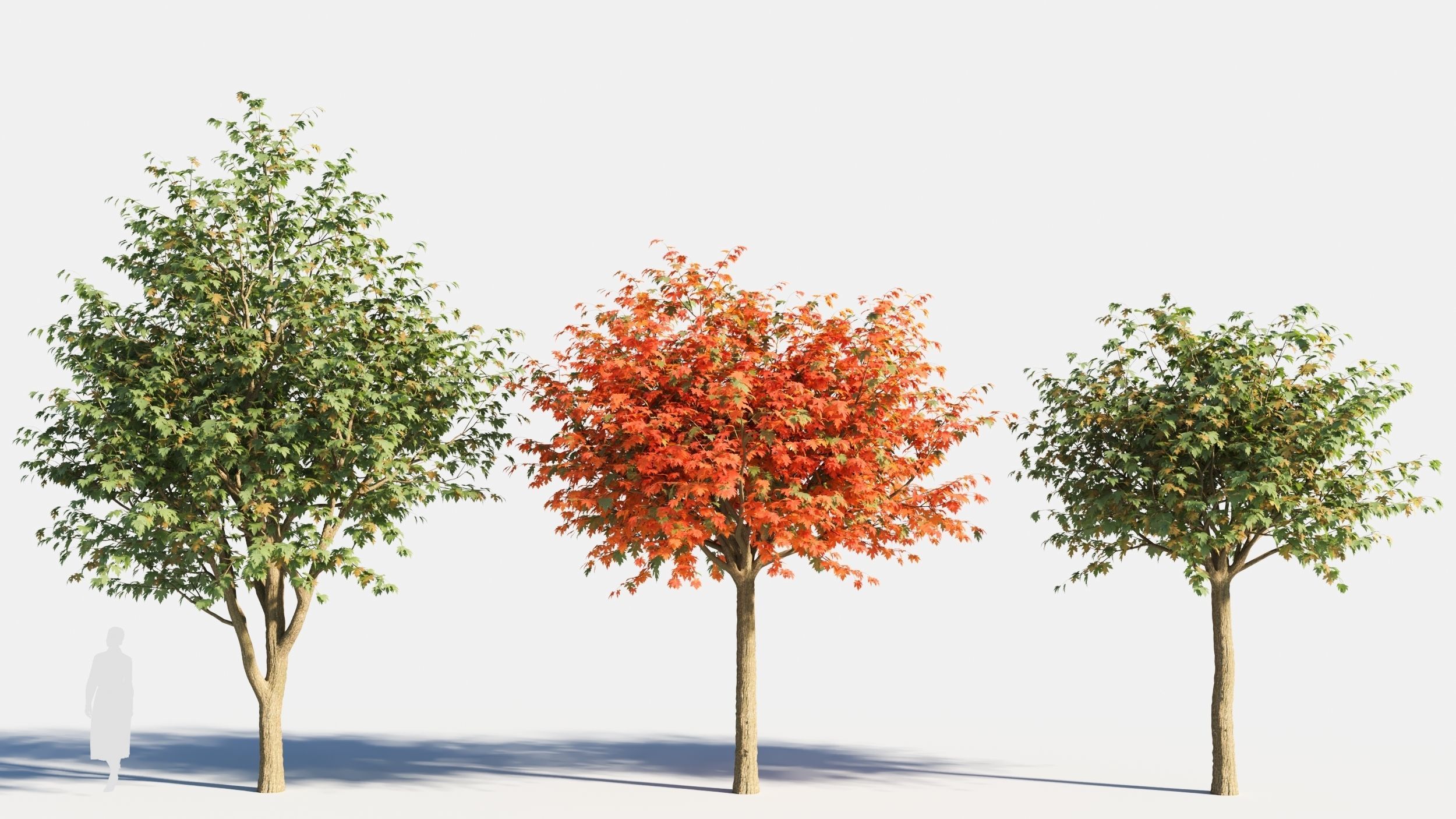 Acer saccharinum-3 3D model_6