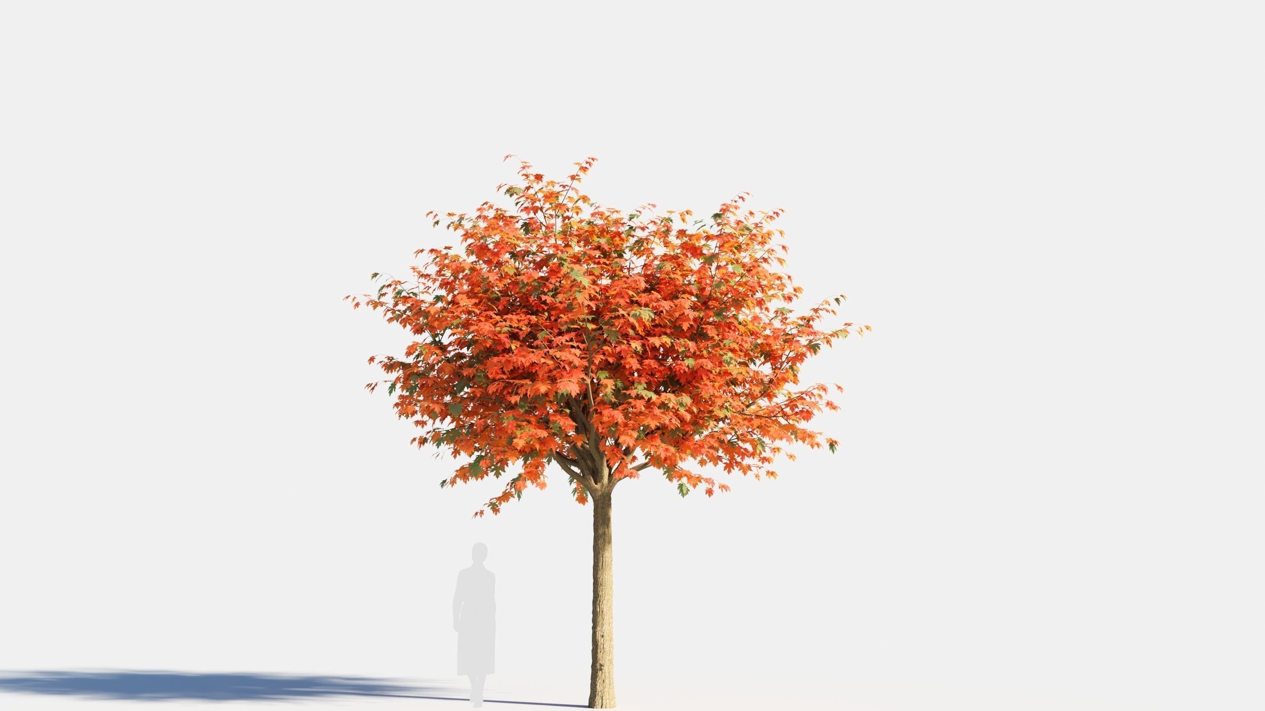 Acer saccharinum-3 3D model_4