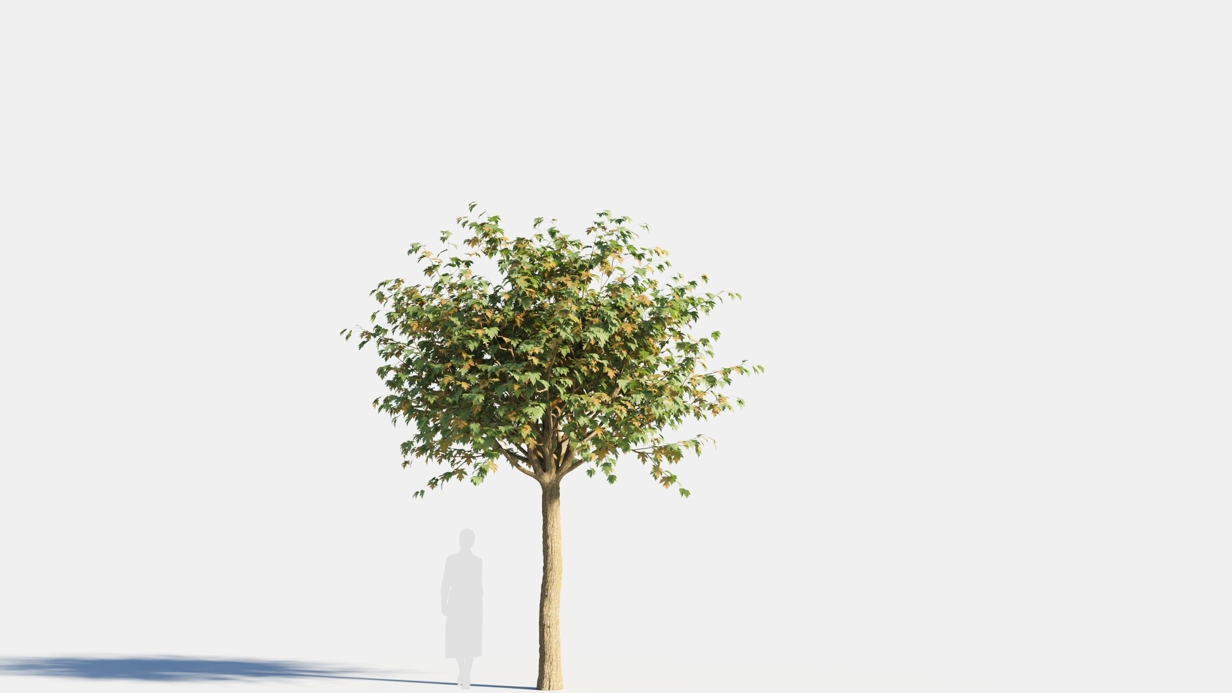 Acer saccharinum-3 3D model_5