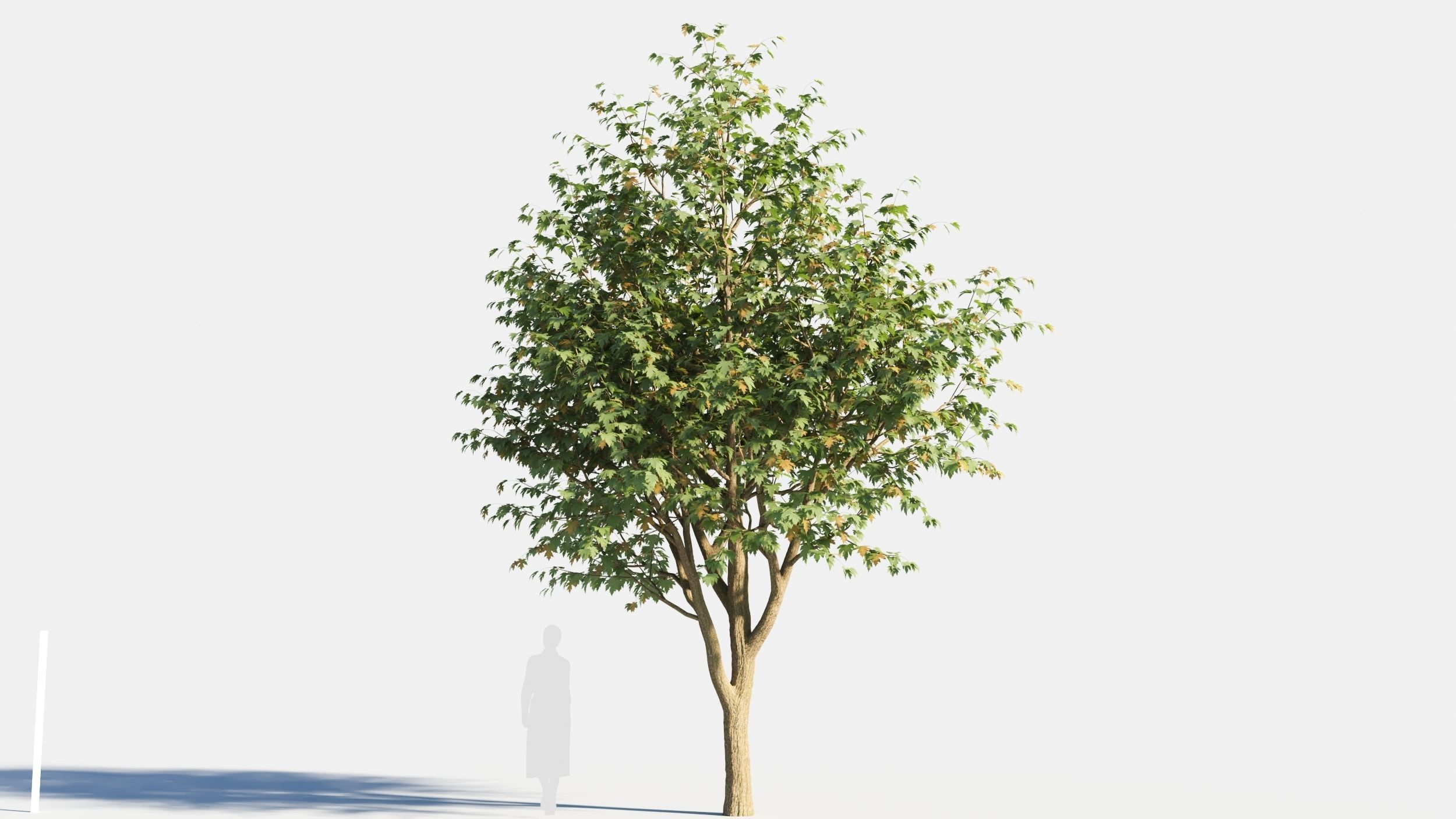Acer saccharinum-3 3D model_3