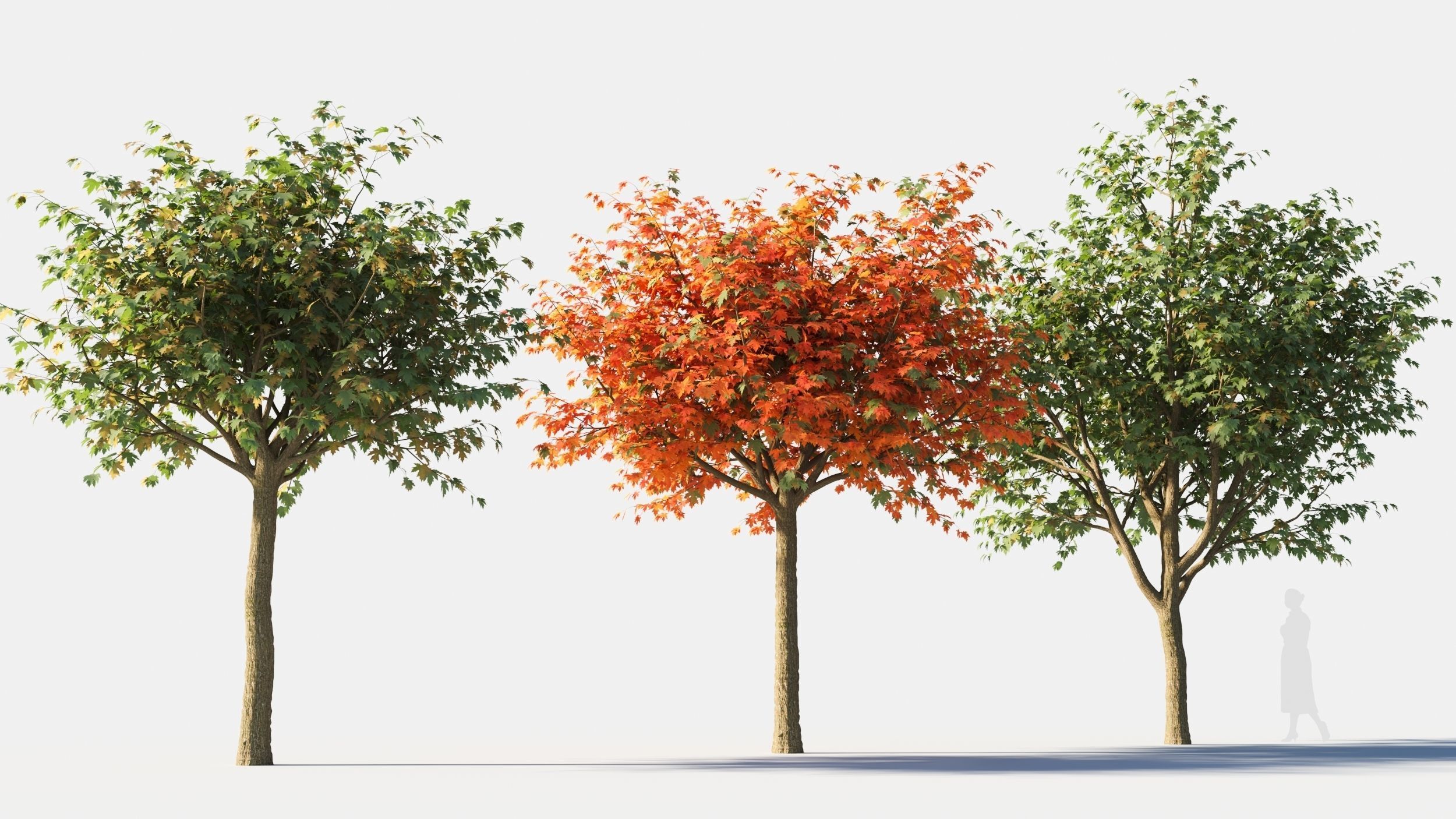Acer saccharinum-3 3D model_2