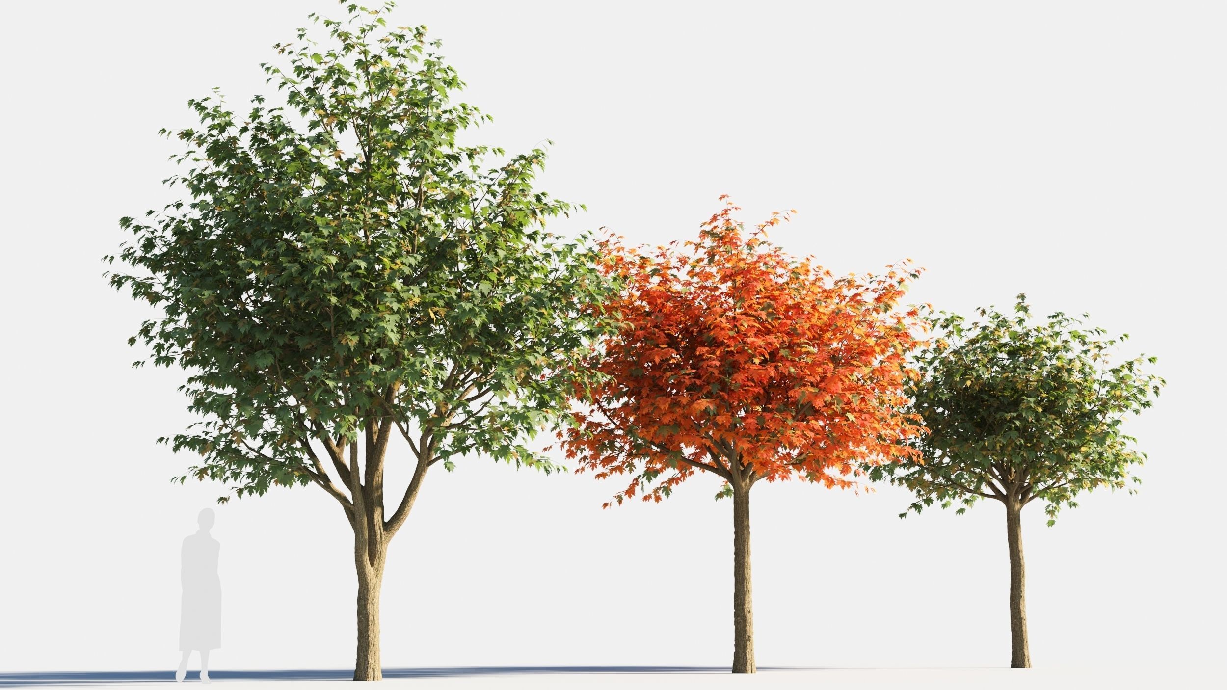 Acer saccharinum-3 3D model_1