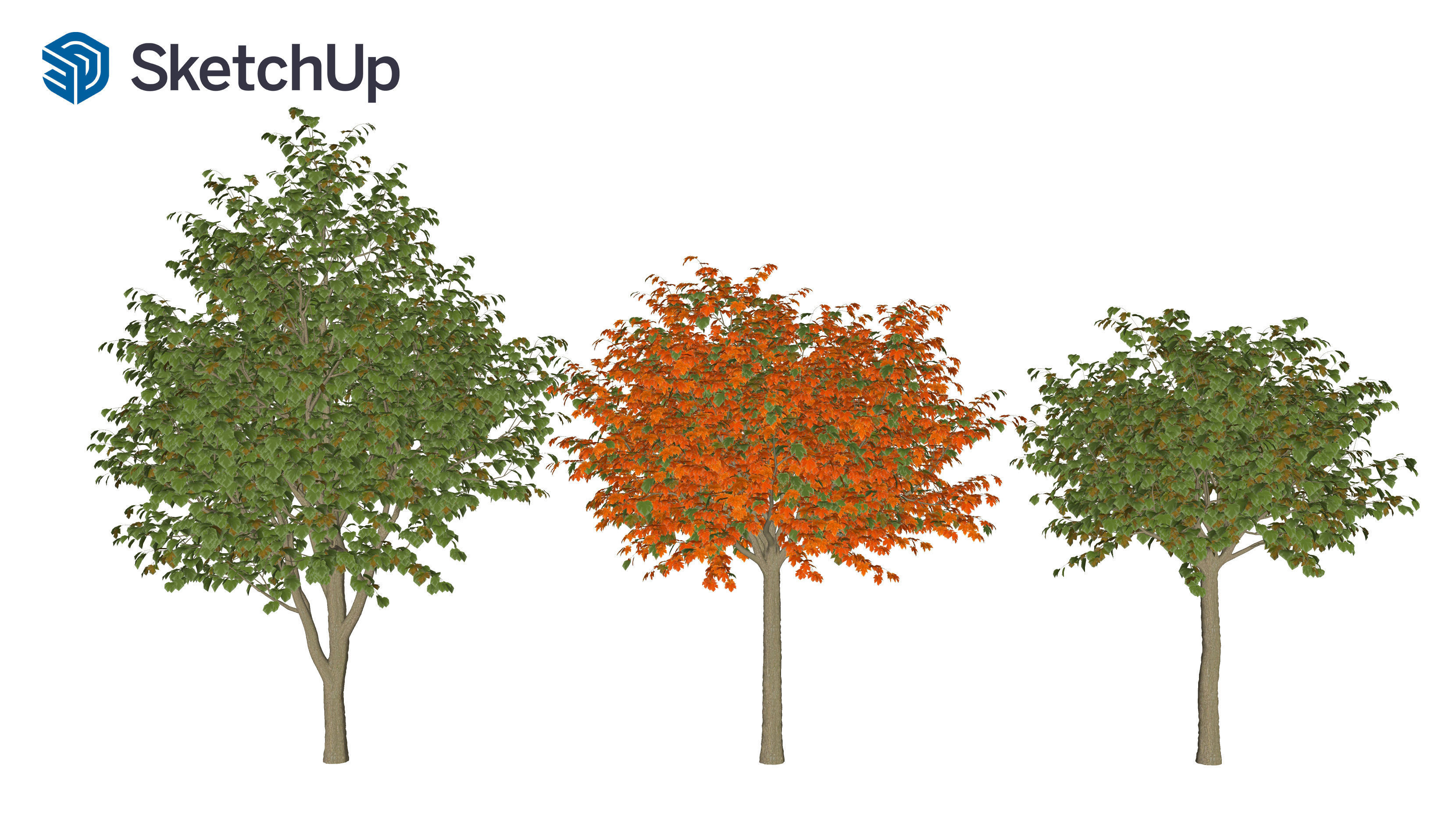Acer saccharinum-3 3D model_8