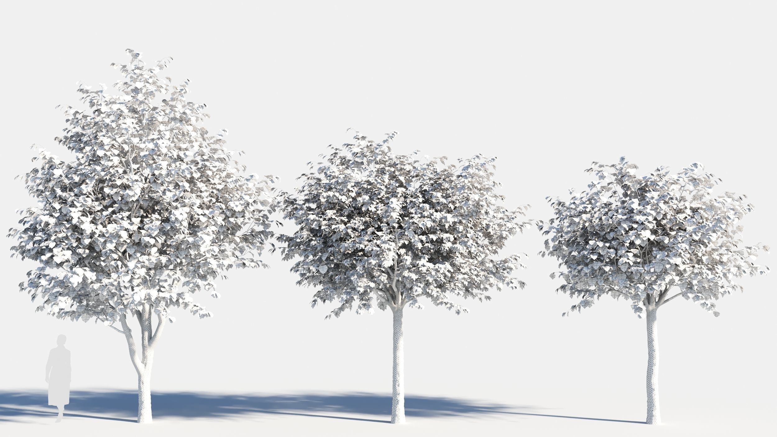 Acer saccharinum-3 3D model_7