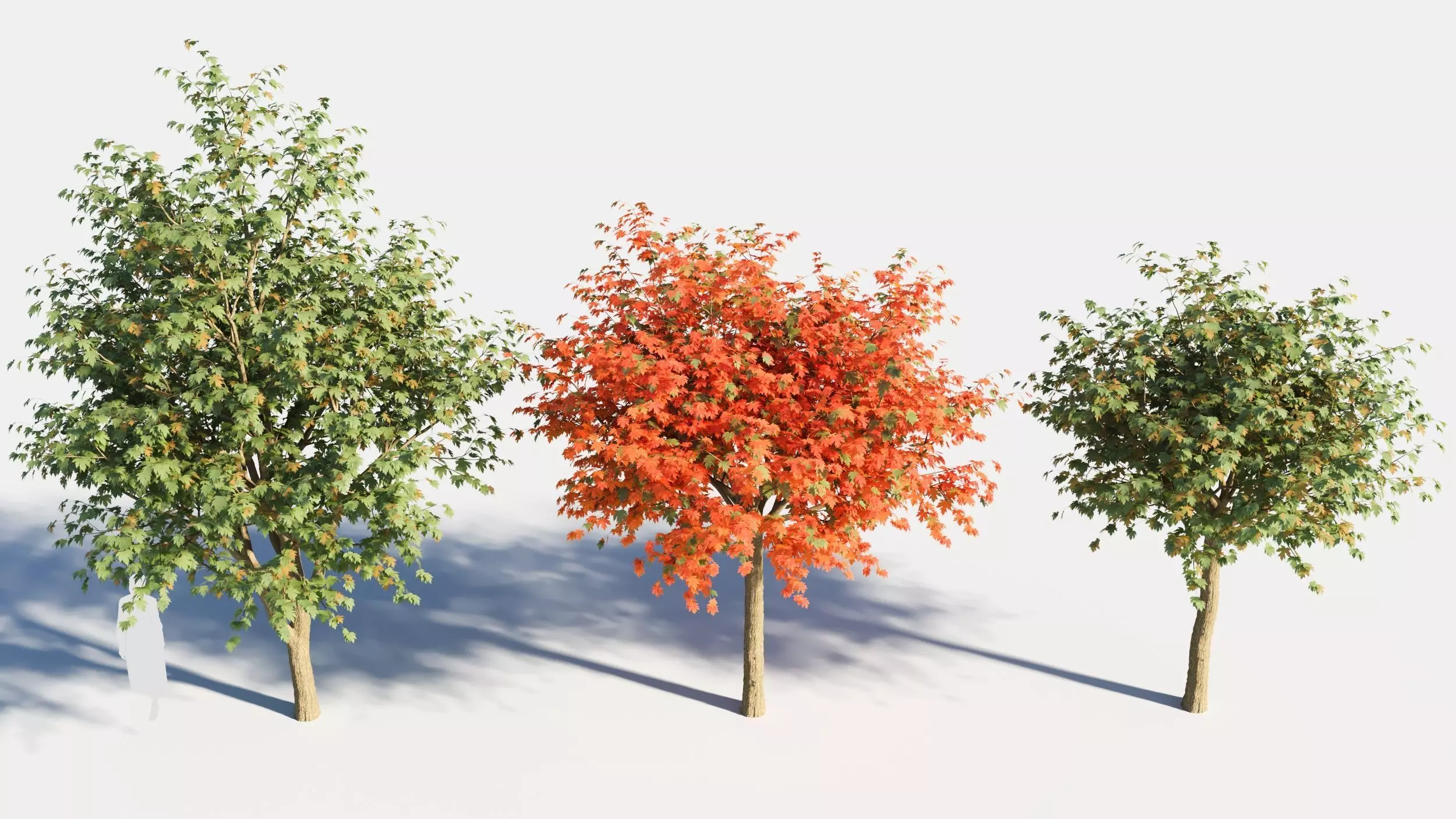 Acer saccharinum-3 3D model_0