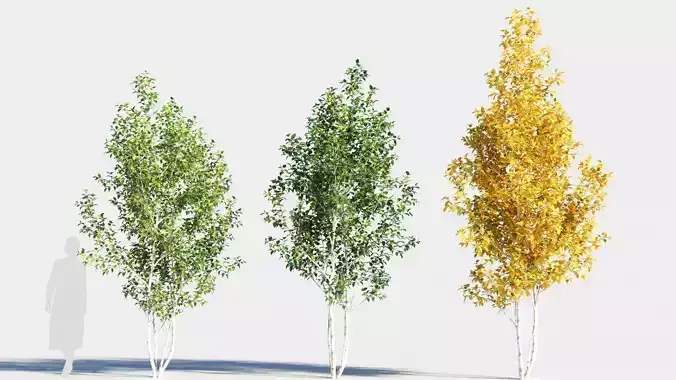 Betula papyrifera tree-1