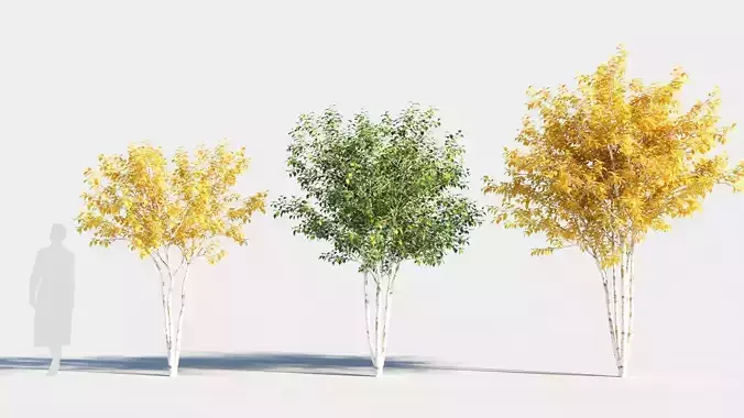 Betula papyrifera tree-2