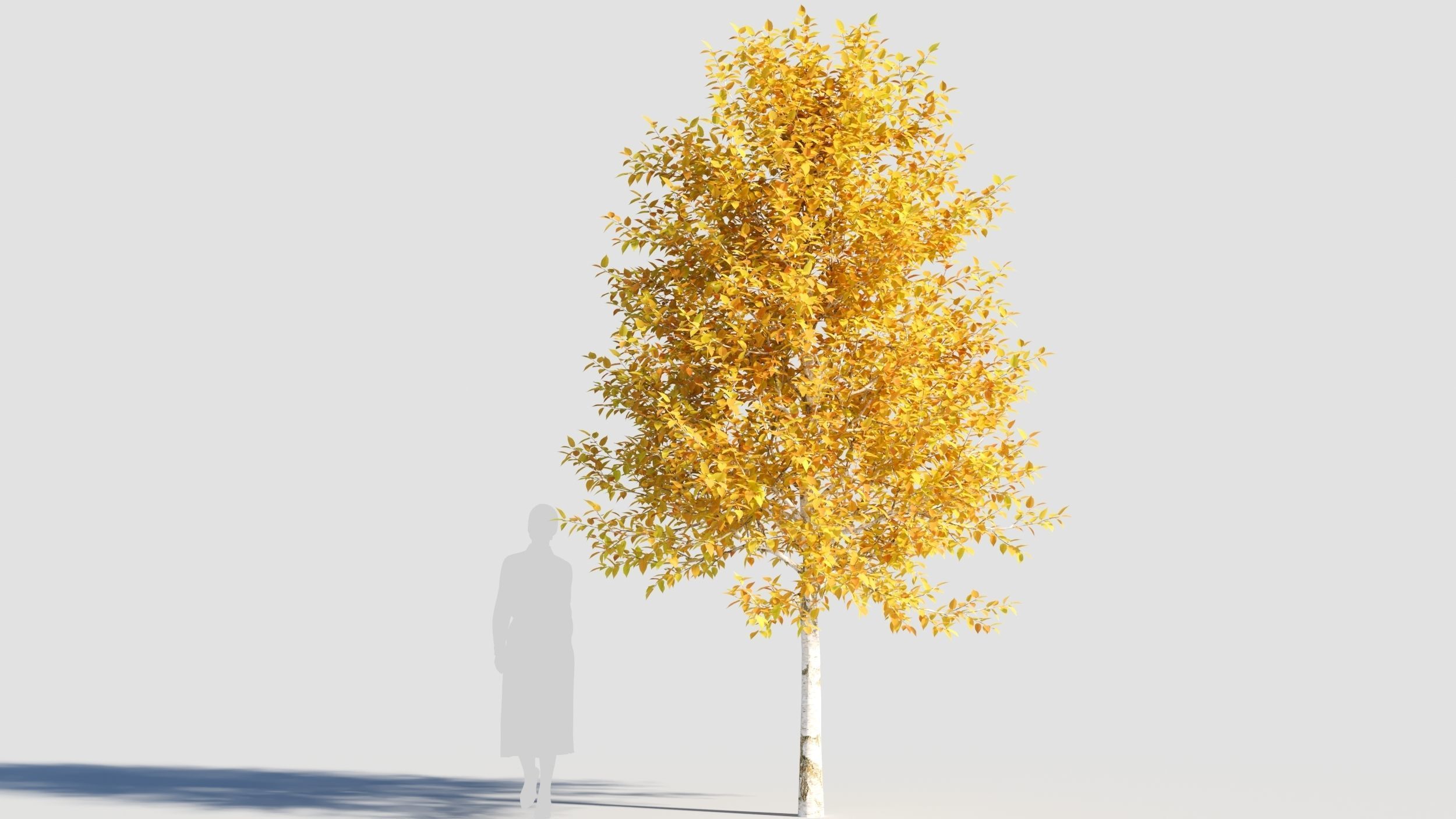 Betula papyrifera tree-3 3D model_5