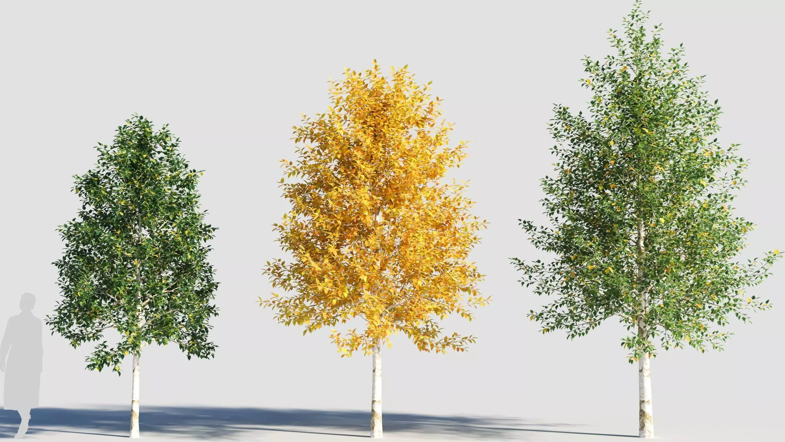 Betula papyrifera tree-3 3D model_0