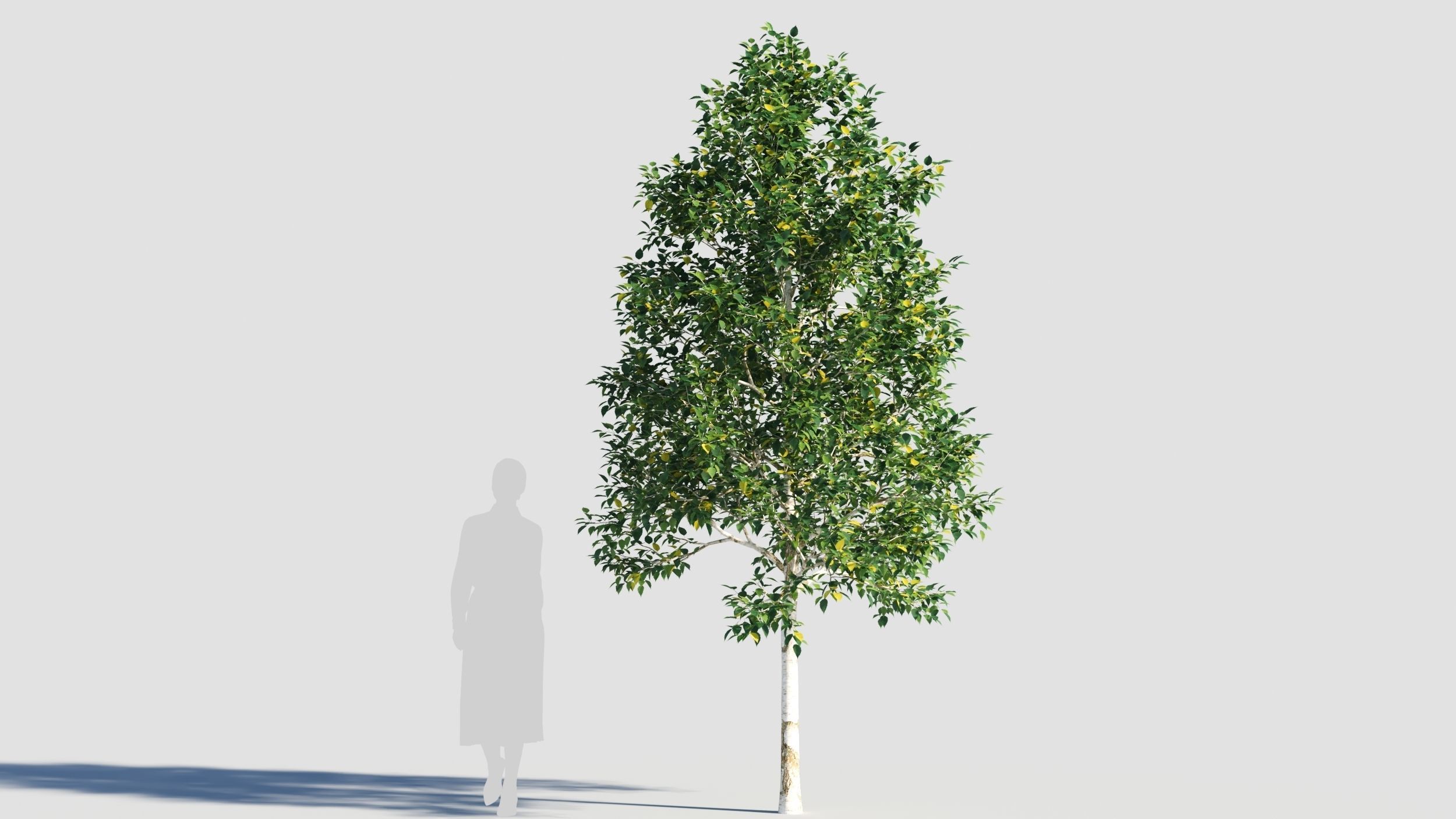Betula papyrifera tree-3 3D model_4