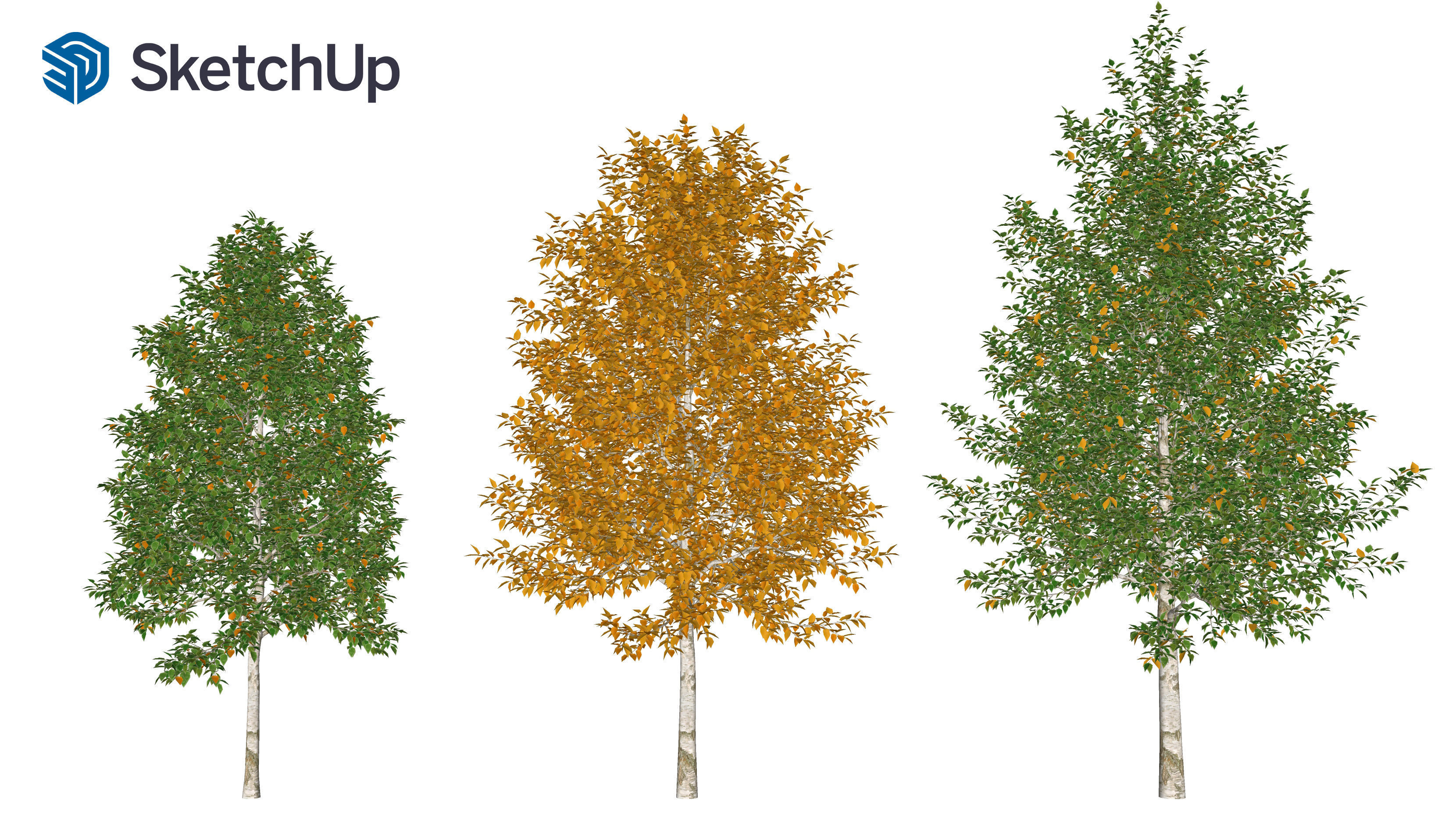 Betula papyrifera tree-3 3D model_7