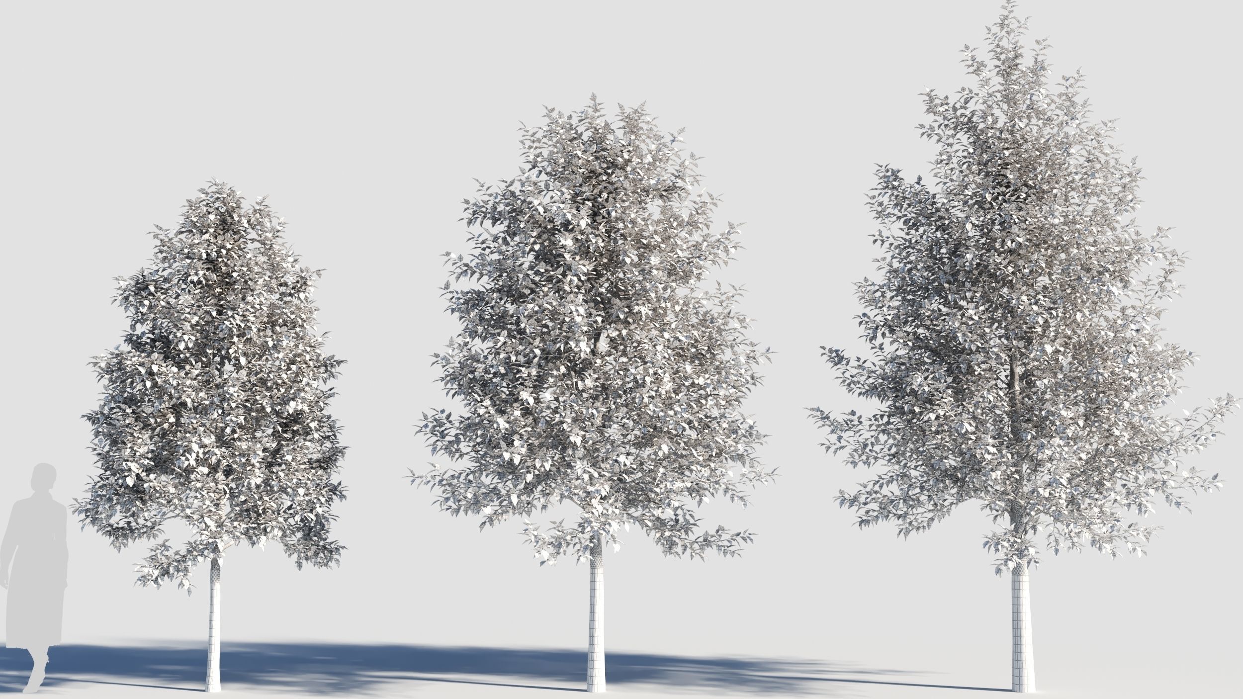 Betula papyrifera tree-3 3D model_8
