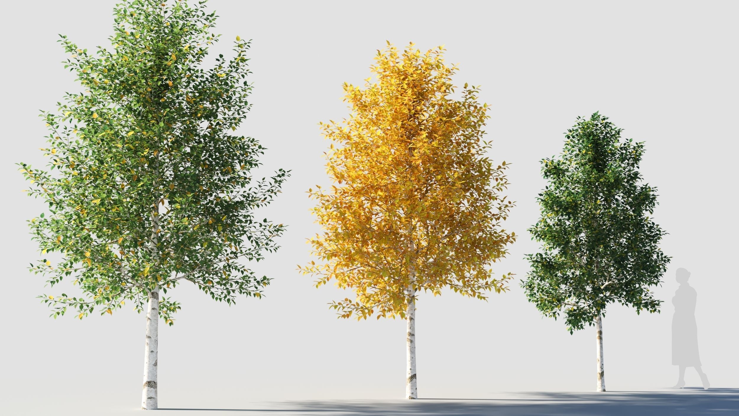 Betula papyrifera tree-3 3D model_3