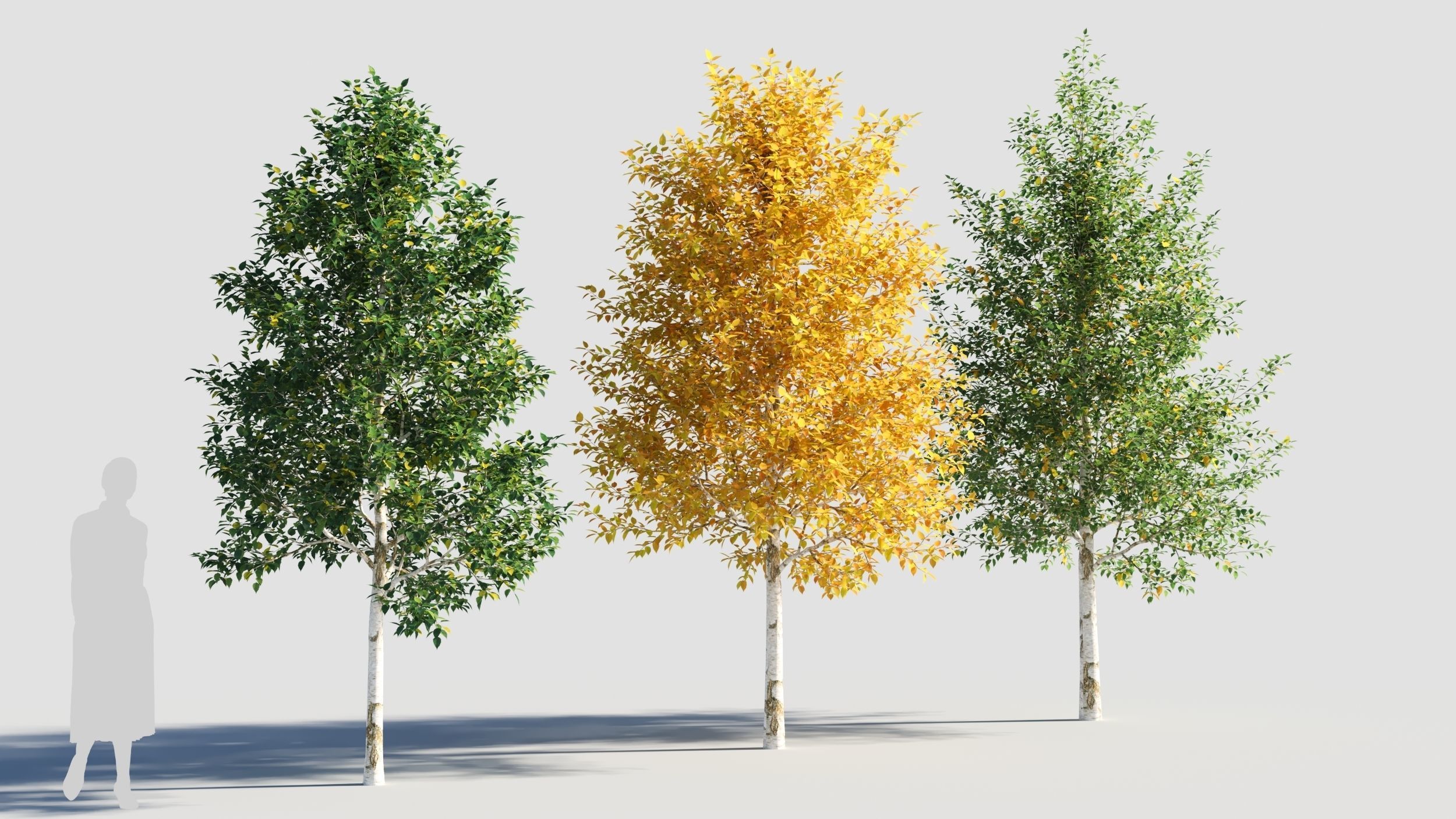 Betula papyrifera tree-3 3D model_1