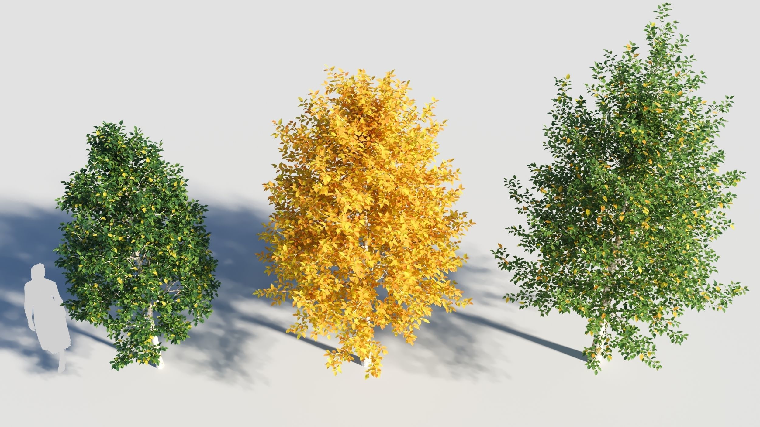 Betula papyrifera tree-3 3D model_2