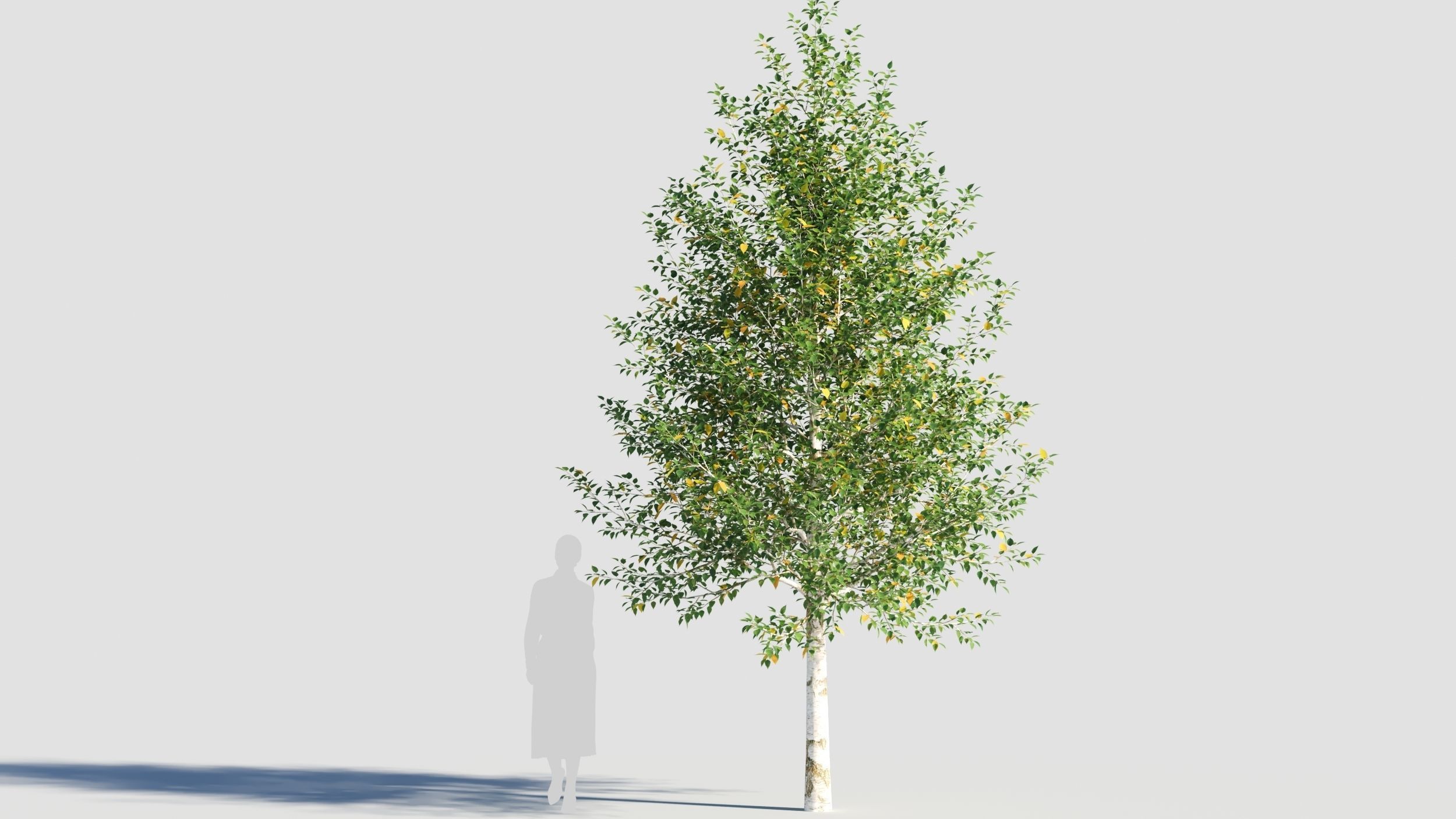 Betula papyrifera tree-3 3D model_6