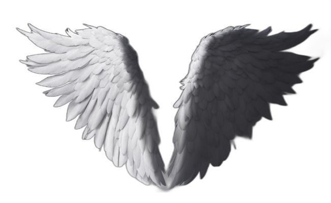 Angel Wings Collection Texture_29
