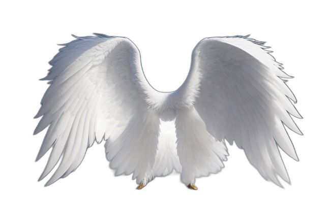 Angel Wings Collection Texture_3