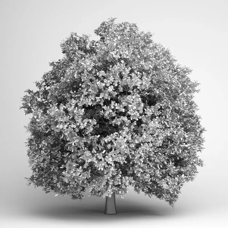 Pedunculate Oak 14 3D model_0