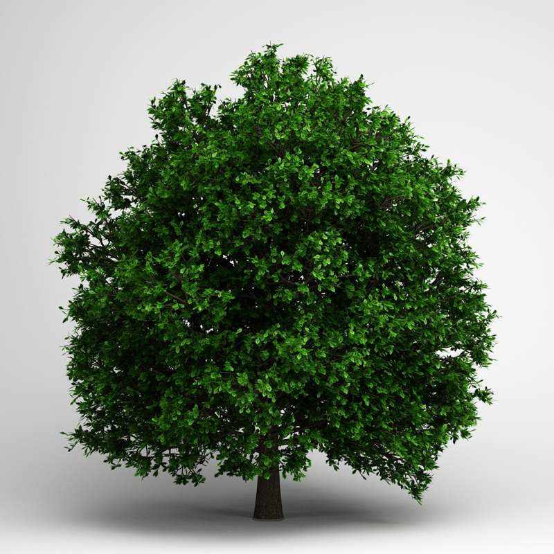 Pedunculate Oak 14 3D model_1