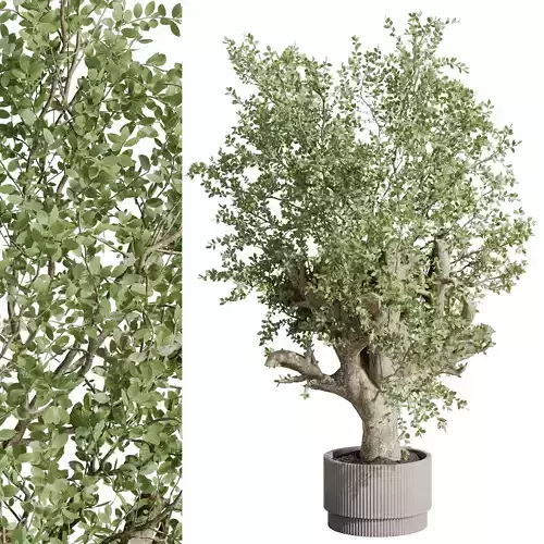 Old Tree in a concrete dirty vase - indoor plant 396 Low-poly 3D model