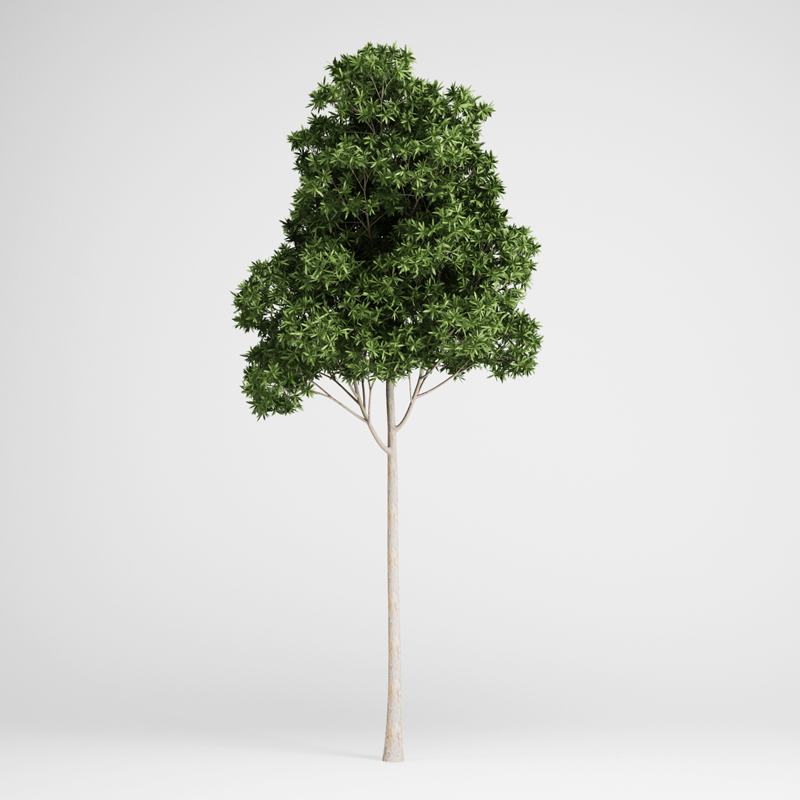 Sugar Gum Tree 3D model_1