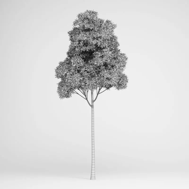 Sugar Gum Tree 3D model_0