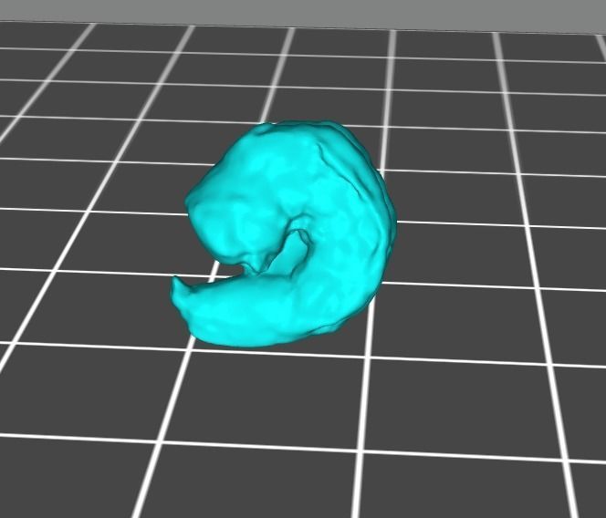 Small Cooked Shrimp  3D print model_2