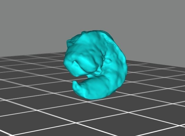 Small Cooked Shrimp  3D print model_5