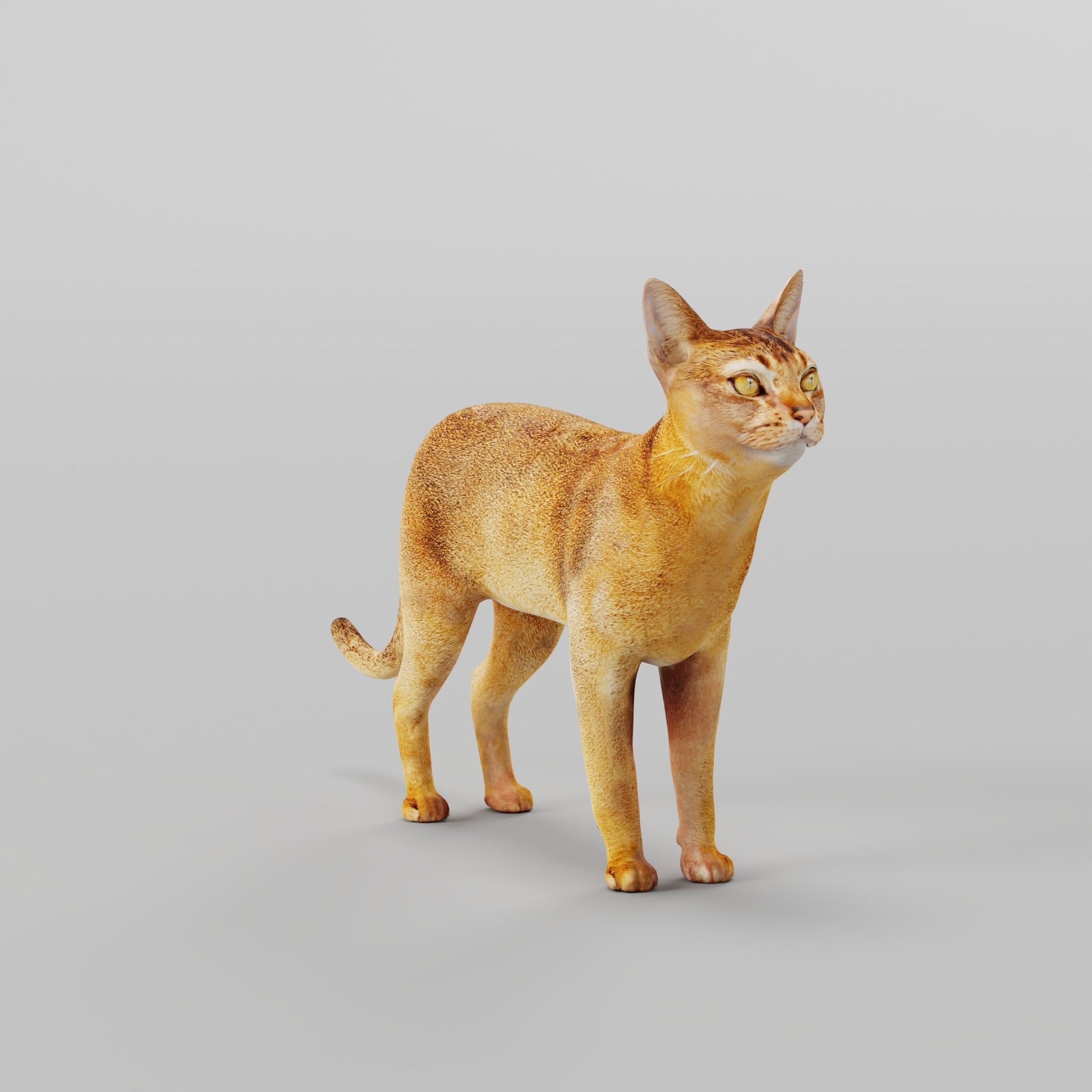 Abyssinian Cat 3D model_2